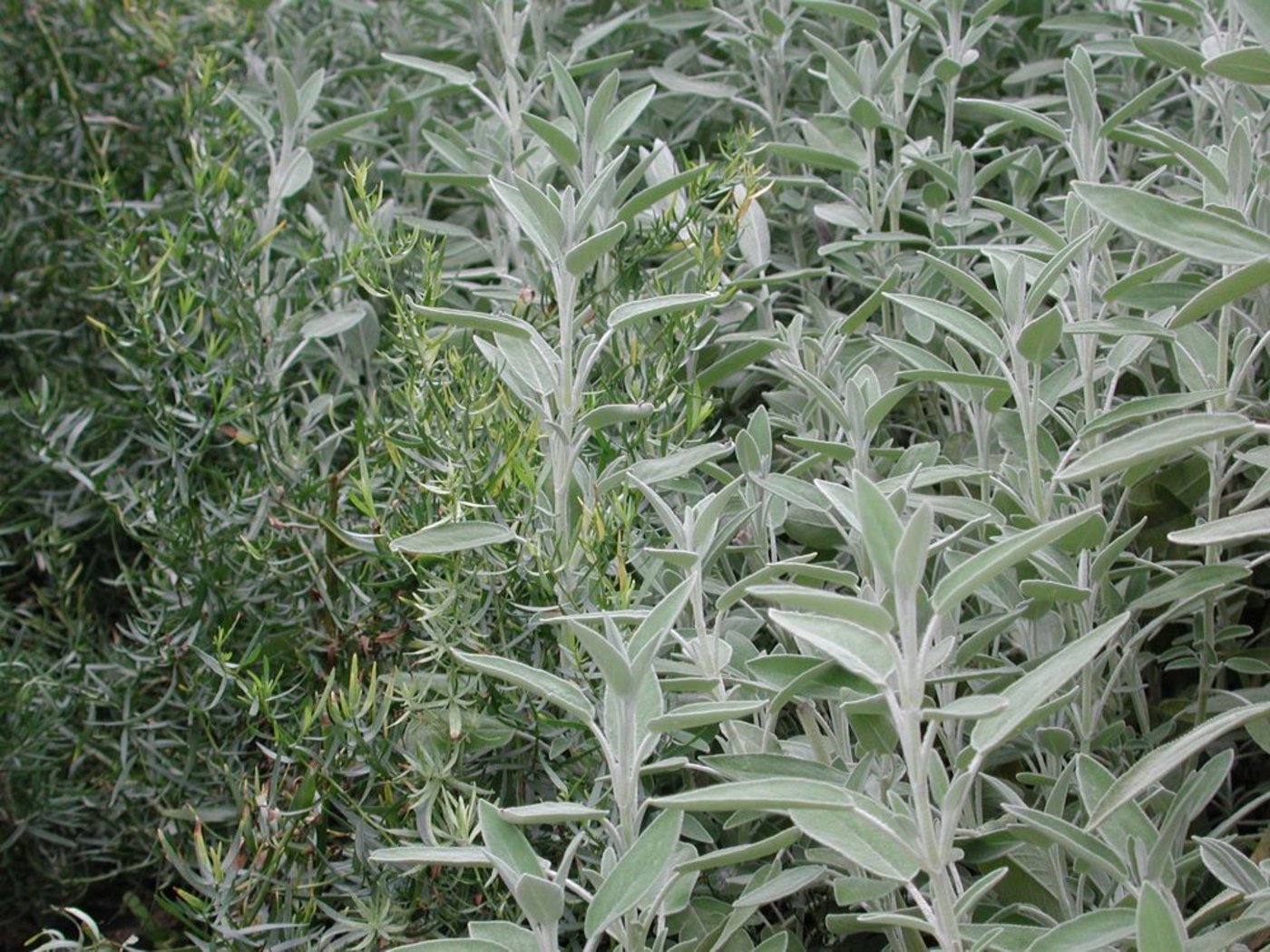 Ricola stärkt den Standort Schweiz und verarbeitet die Kräuter in Laufen. (Bild BauZ)