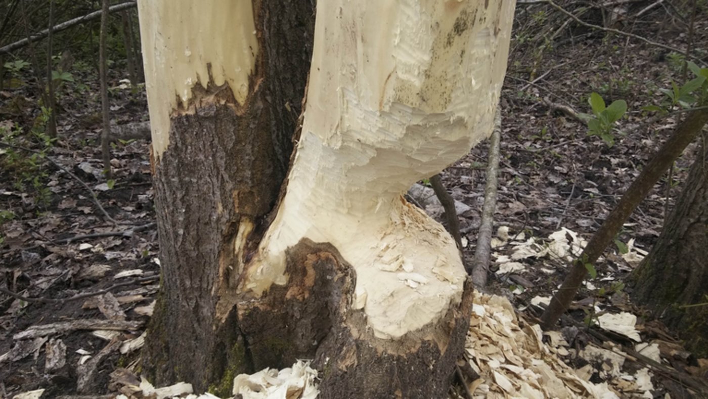 Der Biber kann eine grosse Anzahl von Bäumen fällen. (ji)