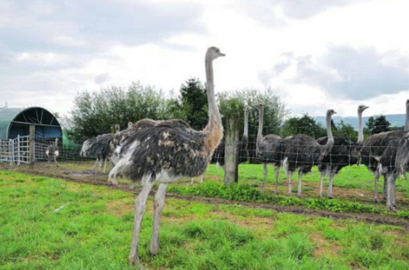 Freier Weidegang haben alle grossen Strausse auf dem Betrieb.