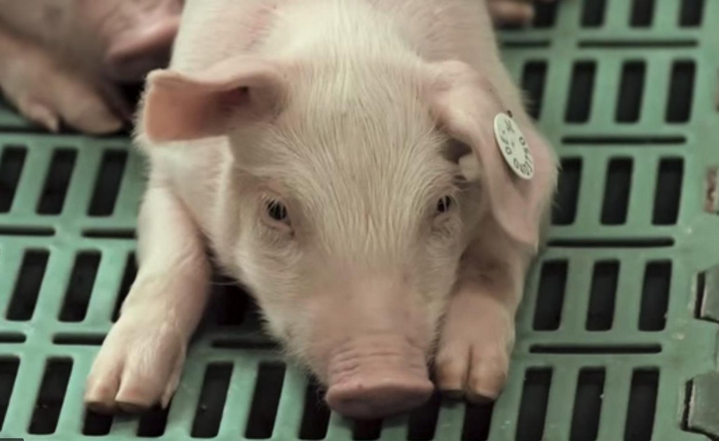 Insgesamt leben in Art Tellin 10'000 Muttersauen und 35'000 Ferkel. (Bild Videostill LFD-Holding)