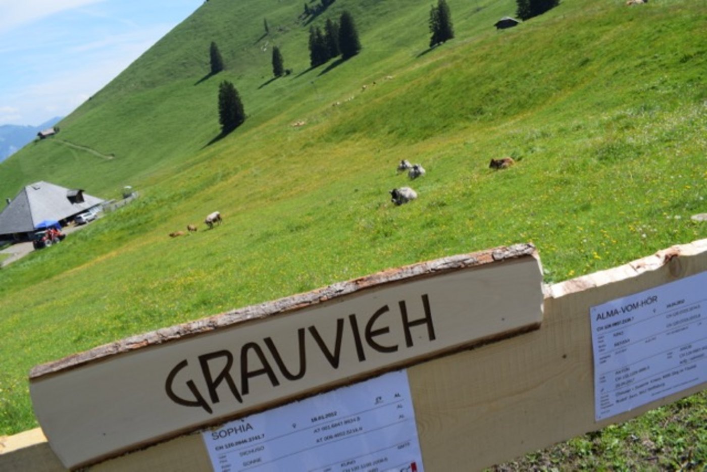 Elf Rassen grasten friedlich in der idyllischen Berglandschaft, unter anderem Grauvieh. (Bilder dj)