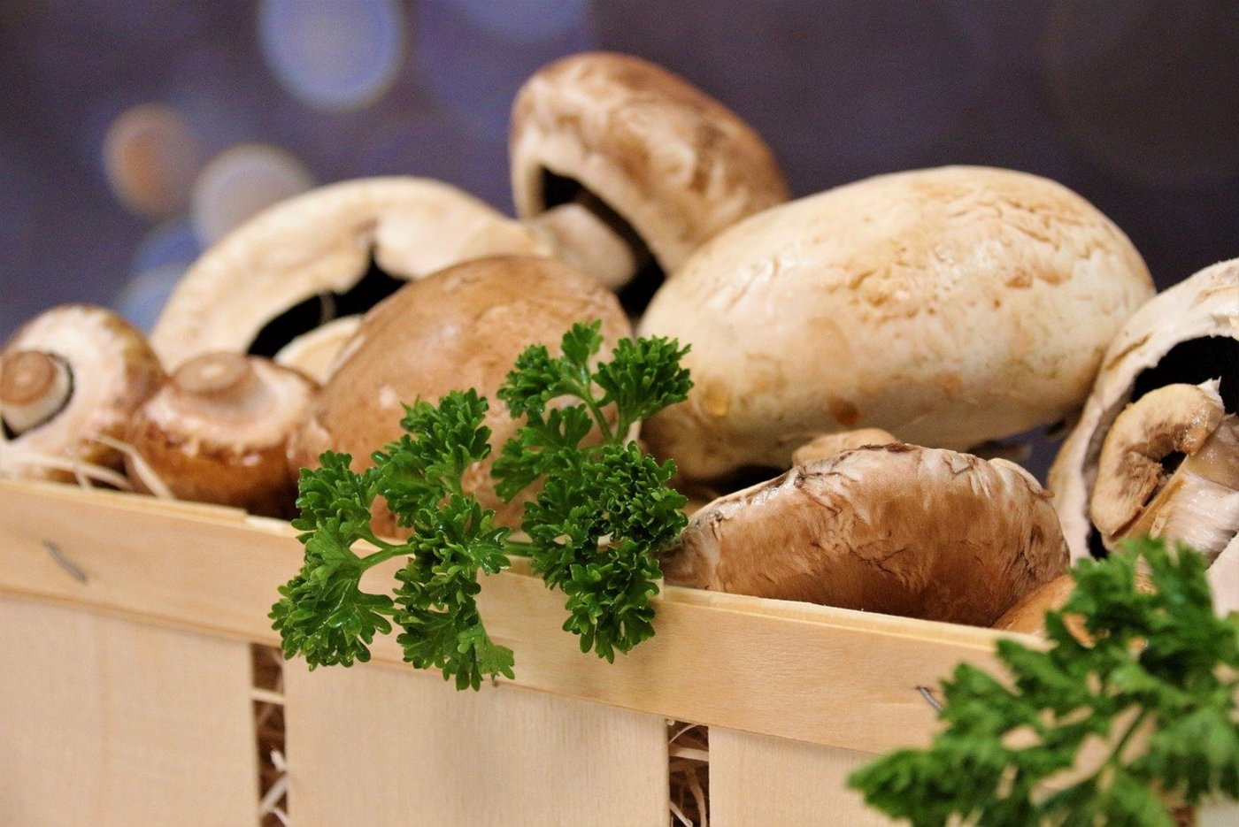 Champignons sind die meistgekauften Pilze in der Schweiz. (Bild Pixabay)