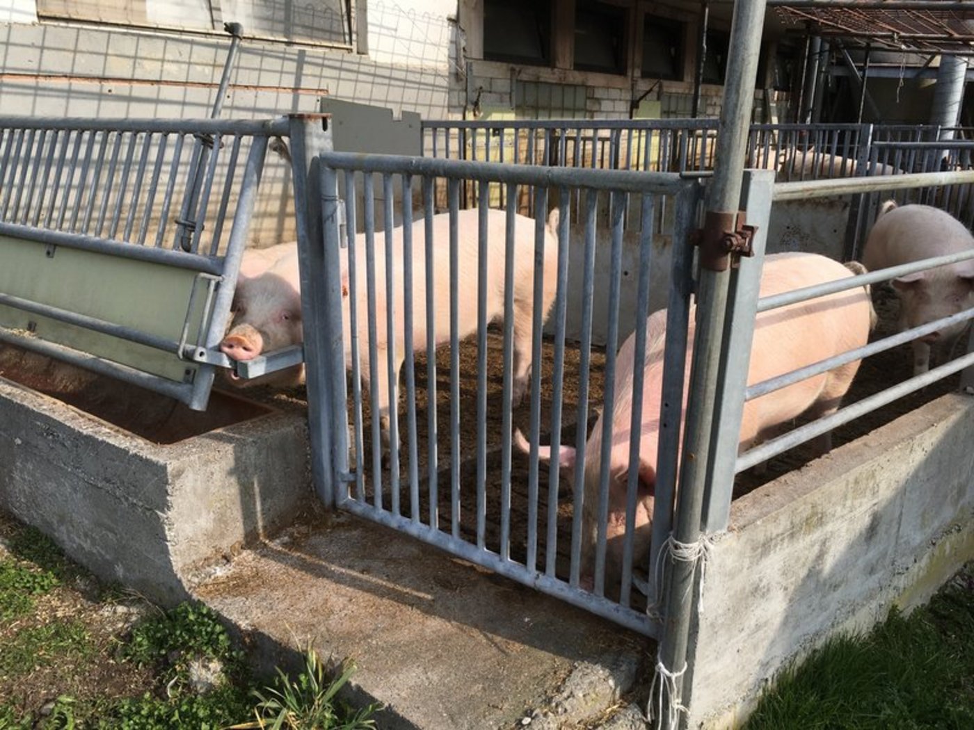 Die Situation in der Innerschweiz und insbesondere im Kanton Luzern weise eine «besondere Brisanz aus», schreibt die Albert Koechlin Stiftung. (Symbolbild BauZ)