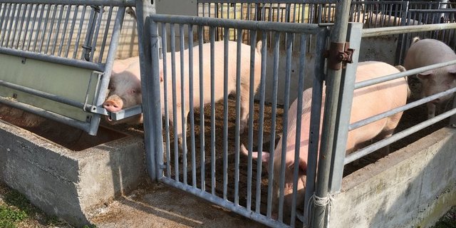 Die Situation in der Innerschweiz und insbesondere im Kanton Luzern weise eine «besondere Brisanz aus», schreibt die Albert Koechlin Stiftung. (Symbolbild BauZ)