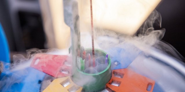 Ein Spermablister wird aus dem Stickstoff-Transportbehälter gezogen, um damit eine Kuh zu besamen. 