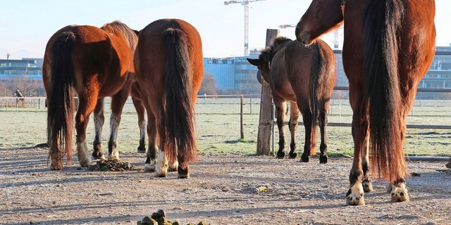 Nicht alle, aber viele Parasiten verbreiten sich über den Kot der Pferde.