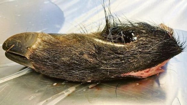 Am 6. September wurd Am 6. September wurde in einer Probe von einem Wildschweinkadaver ein Fall von Afrikanischer Schweinepest festgestellt.