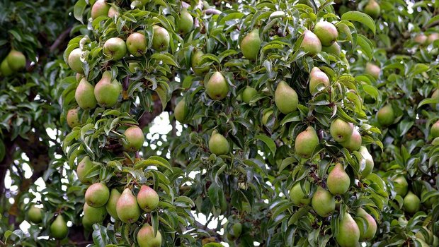 Dreiviertel der Mostäpfel stammen wie in den letzten Jahren aus der Ostschweiz. Bei den Mostbirnen stammt lediglich die Hälfte aus der Ostschweiz . 1 % der Mostäpfel wurde exportiert. (Bild Pixabay)