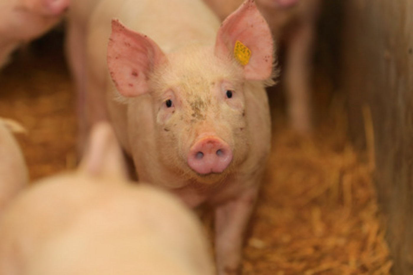 Der Preis für Schlachtschweine steigt; Jager sind gesucht. (Bild BauZ)