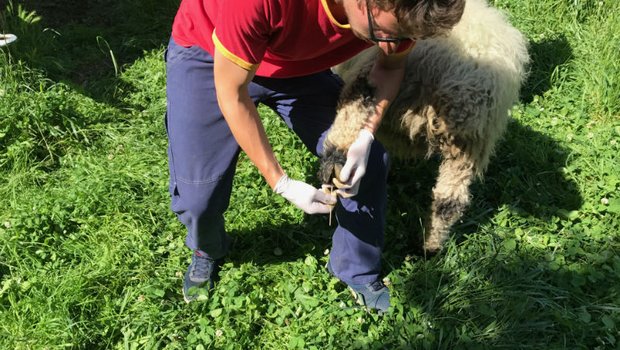 Tupferprobe auf Moderhinke bei einem Schaf. (Bild BLV)