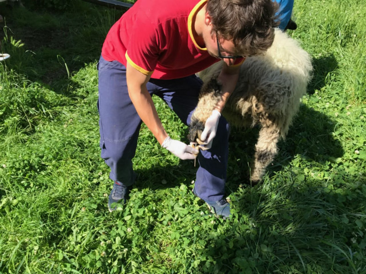 Tupferprobe auf Moderhinke bei einem Schaf. (Bild BLV)