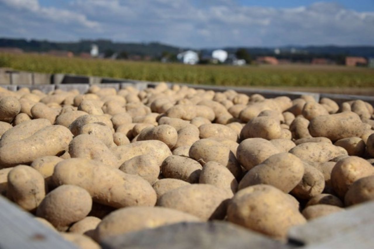 Wie gross die hitzebedingten qualitativen Schäden an der diesjährigen Kartoffelernte ausfallen werden, lässt sich noch nicht abschätzen. (Bild Jasmine Baumann)