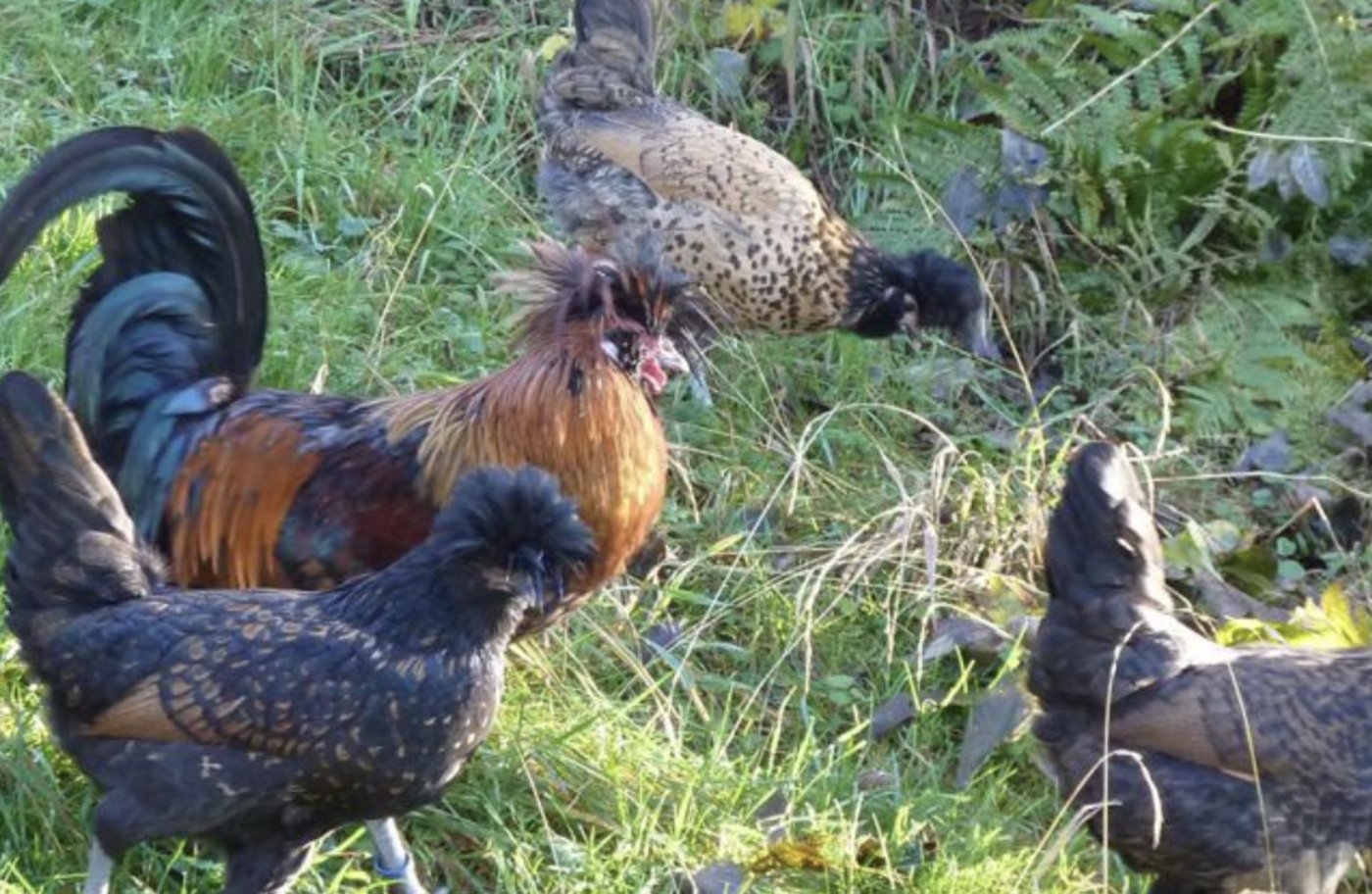Das Tirolerhuhn soll einer vor über 100 Jahren ausgestorbenen Rasse entsprechen. (Bild Screenshot patrimont.ch)