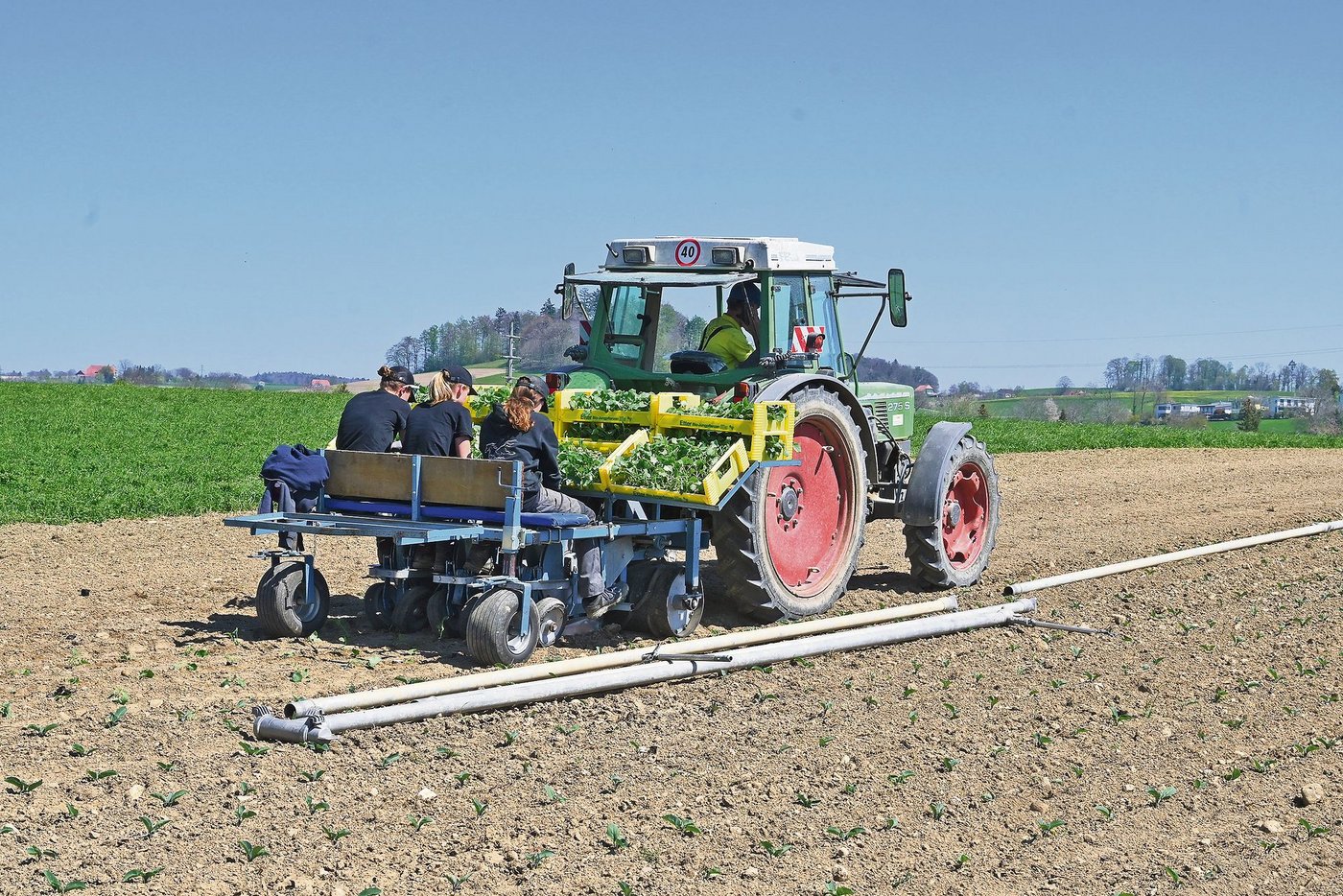 Gerade setzen vier Lernende Brokkoli. Wegen der Trockenheit werden die Setzlinge anschliessend bewässert.