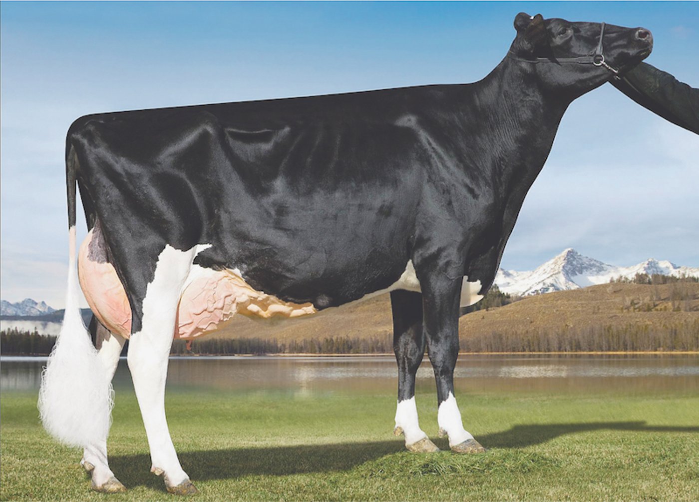 Mit Goldwyn funktionierte die Anpaarung mit Apple gut. MS Apple Goldwyn Juice. Juice ist somit eine Vollschwester zu Armani. (Bild bu)