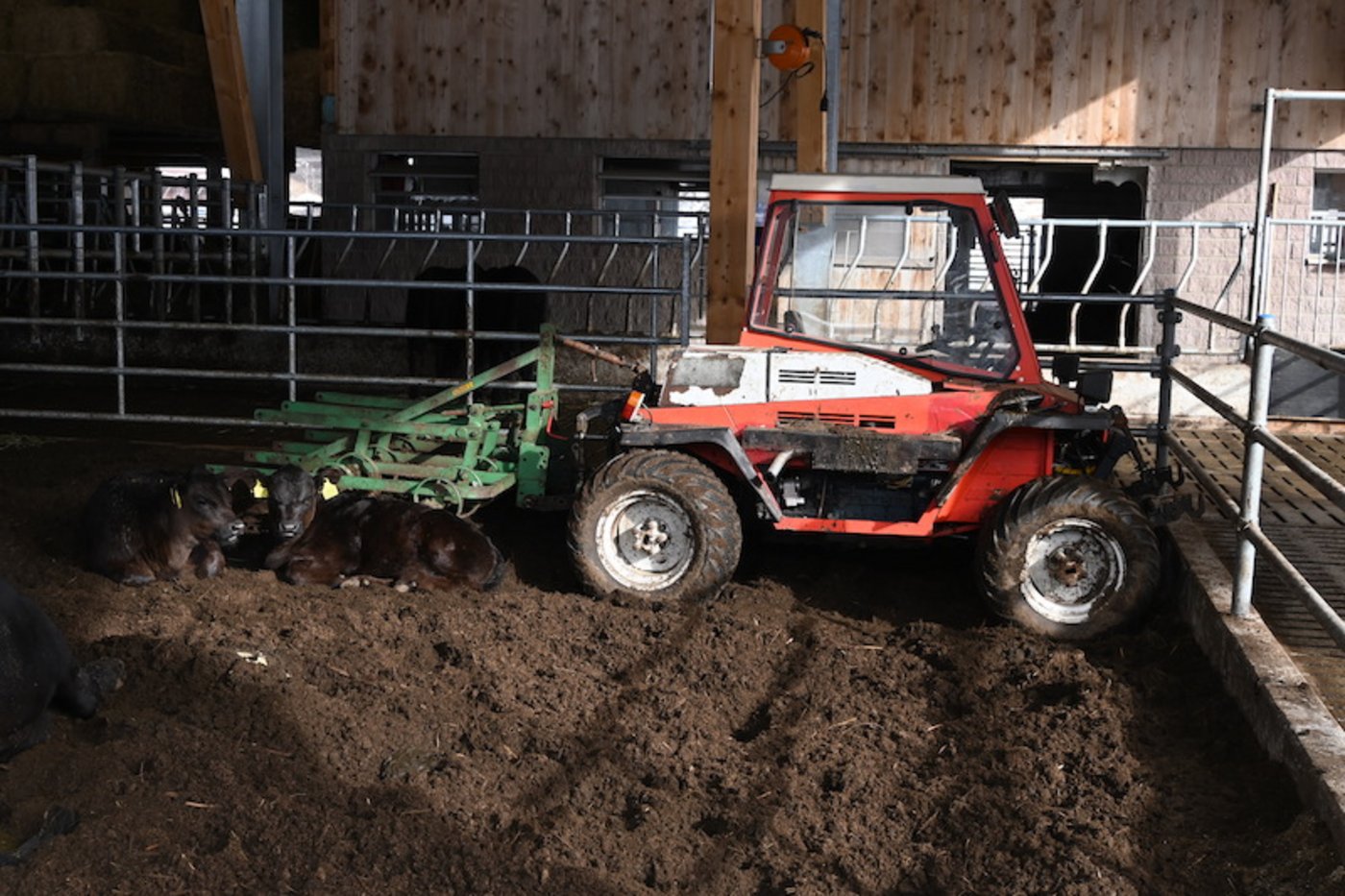 Zweimal täglich wird der Kompost mit der Federzahnegge gewendet, damit genug Luft in die Masse kommt und die Liegefläche sauber bleibt. 