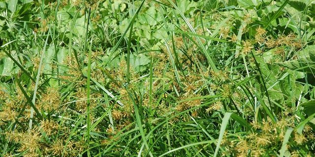 Immer wieder Mal im Fokus: Erdmandelgras. (Bild Agroscope)