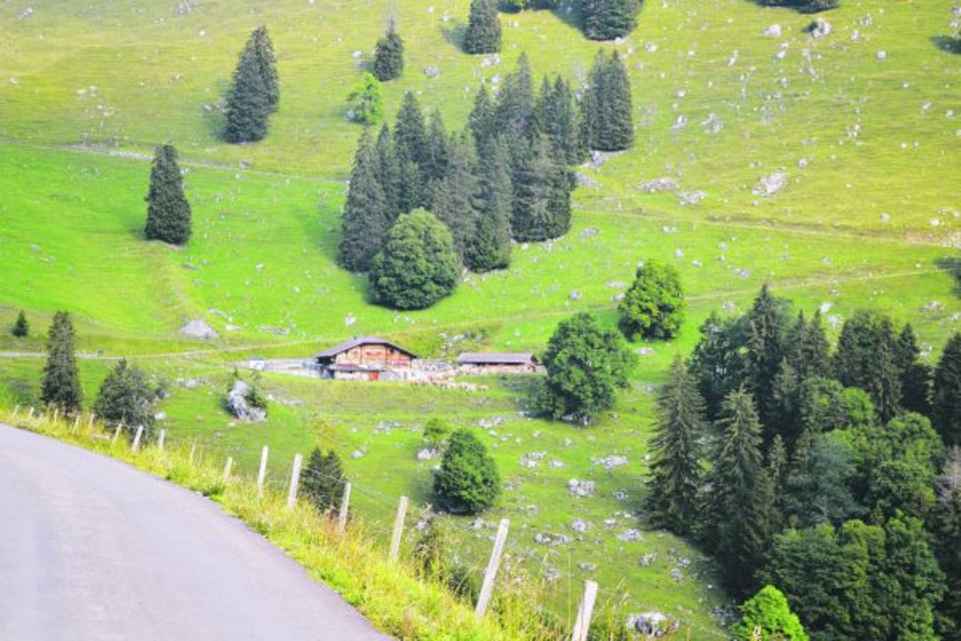 Dieses idyllische Bild trügt: Die Alpwirtschaft steht vor grossen Herausforderungen. Der Grund sind die Grossraubtiere, welche sich im Alpenbogen immer wie mehr ausbreiten. (Bild Peter Fankhauser)