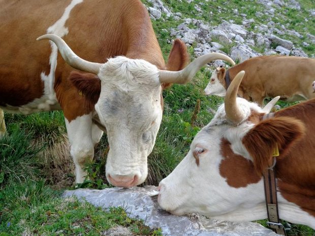Kühe auf der Alp Morgeten: Nicht dumm. (Bild zVg)