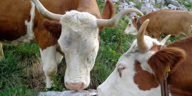 Kühe auf der Alp Morgeten: Nicht dumm. (Bild zVg)