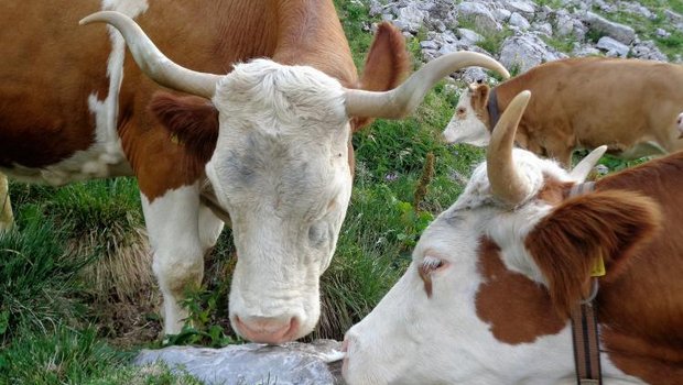 Kühe auf der Alp Morgeten: Nicht dumm. (Bild zVg)