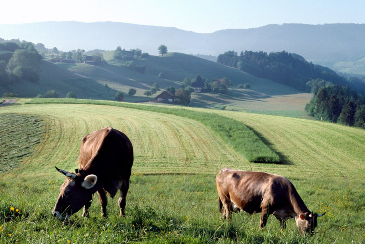 An vielen Orten der Schweiz ist Ackerbau gar nicht möglich, da bietet sich graslandbasierte Milch- und Fleischproduktion bestens an. (agroscope)