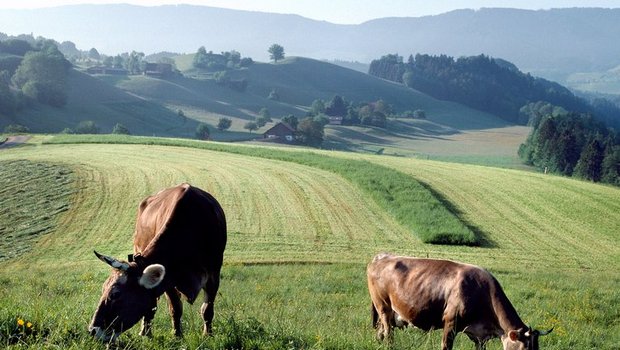 An vielen Orten der Schweiz ist Ackerbau gar nicht möglich, da bietet sich graslandbasierte Milch- und Fleischproduktion bestens an. (agroscope)