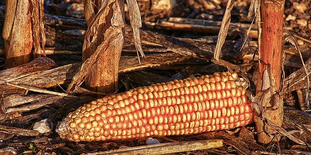 Der Bund will in Zukunft vor Trockenheit warnen. (Bild pixabay)