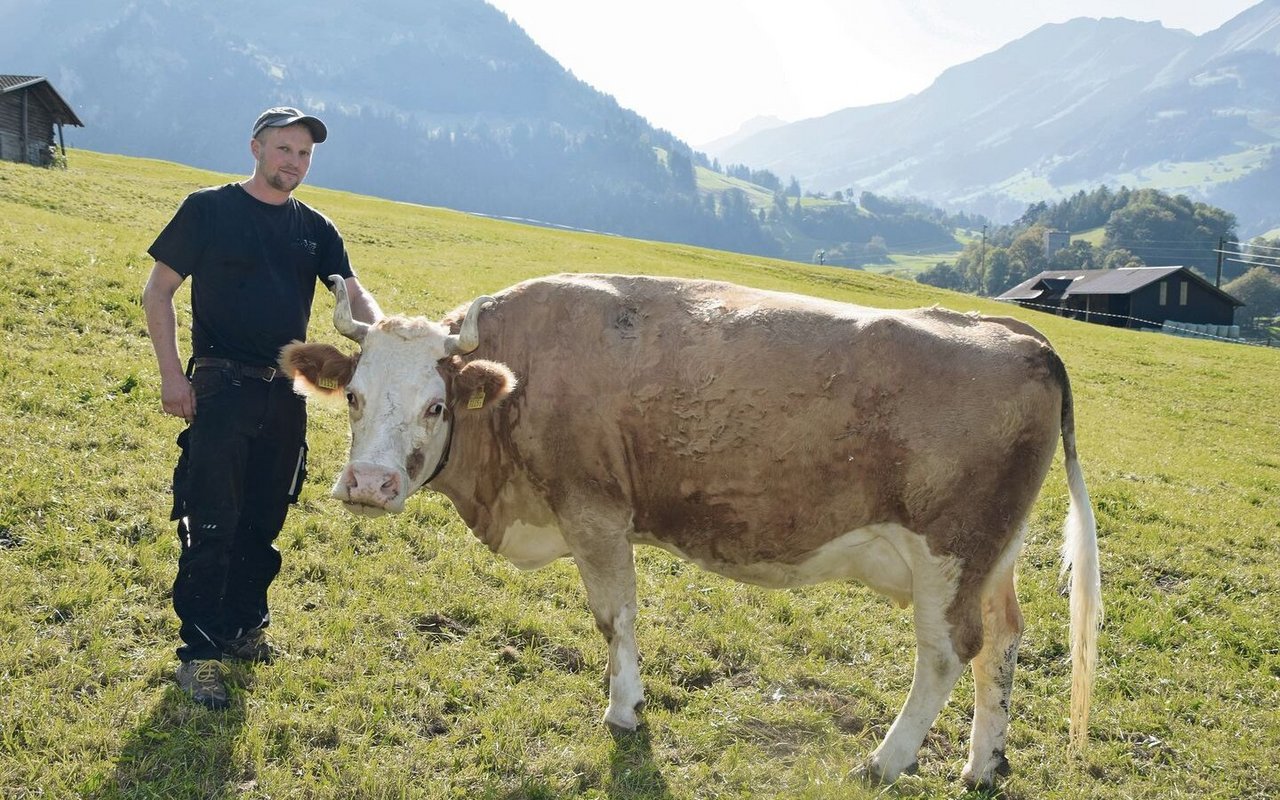 Markus Rauber mit seiner Schaukuh Balu Tina im Werktagskleid: Tina ist mit 55 55 98 punktiert und mit EX 93 beschrieben. 