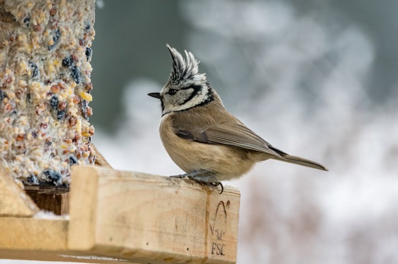 Futterplätze für Vögel sollten an einem übersichtlichen Ort mit nahe gelegenen Rückzugsmöglichkeiten installiert werden. Etwa bei einem Baum oder einem Busch, rät Vogelwarte.ch. (Bild pixabay)