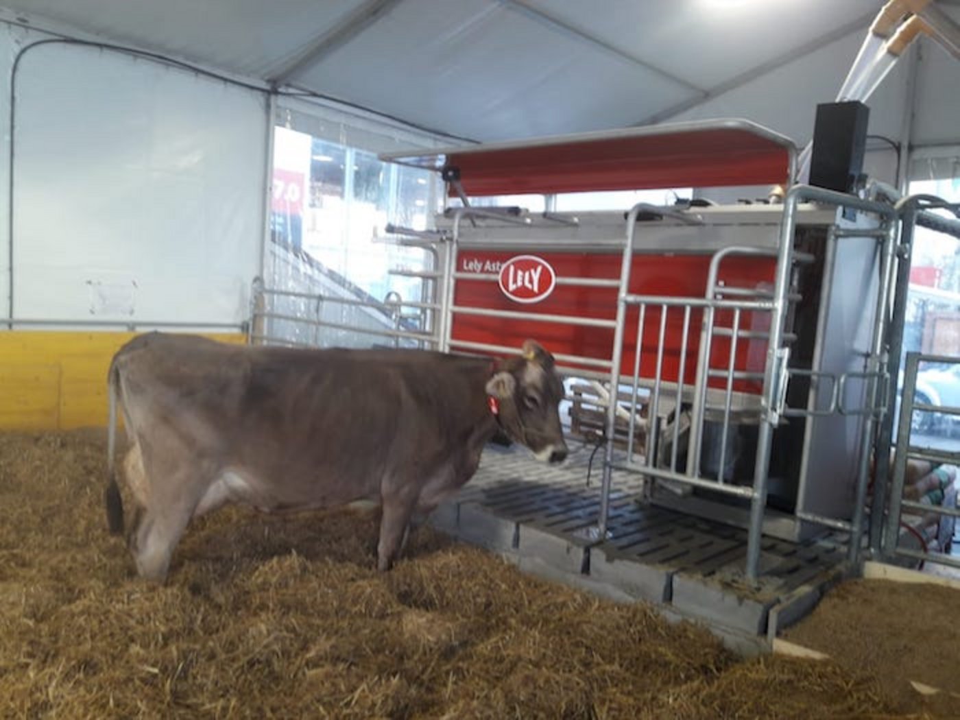 Sie werden auch dreimal im Tag vom Roboter gemolken. 