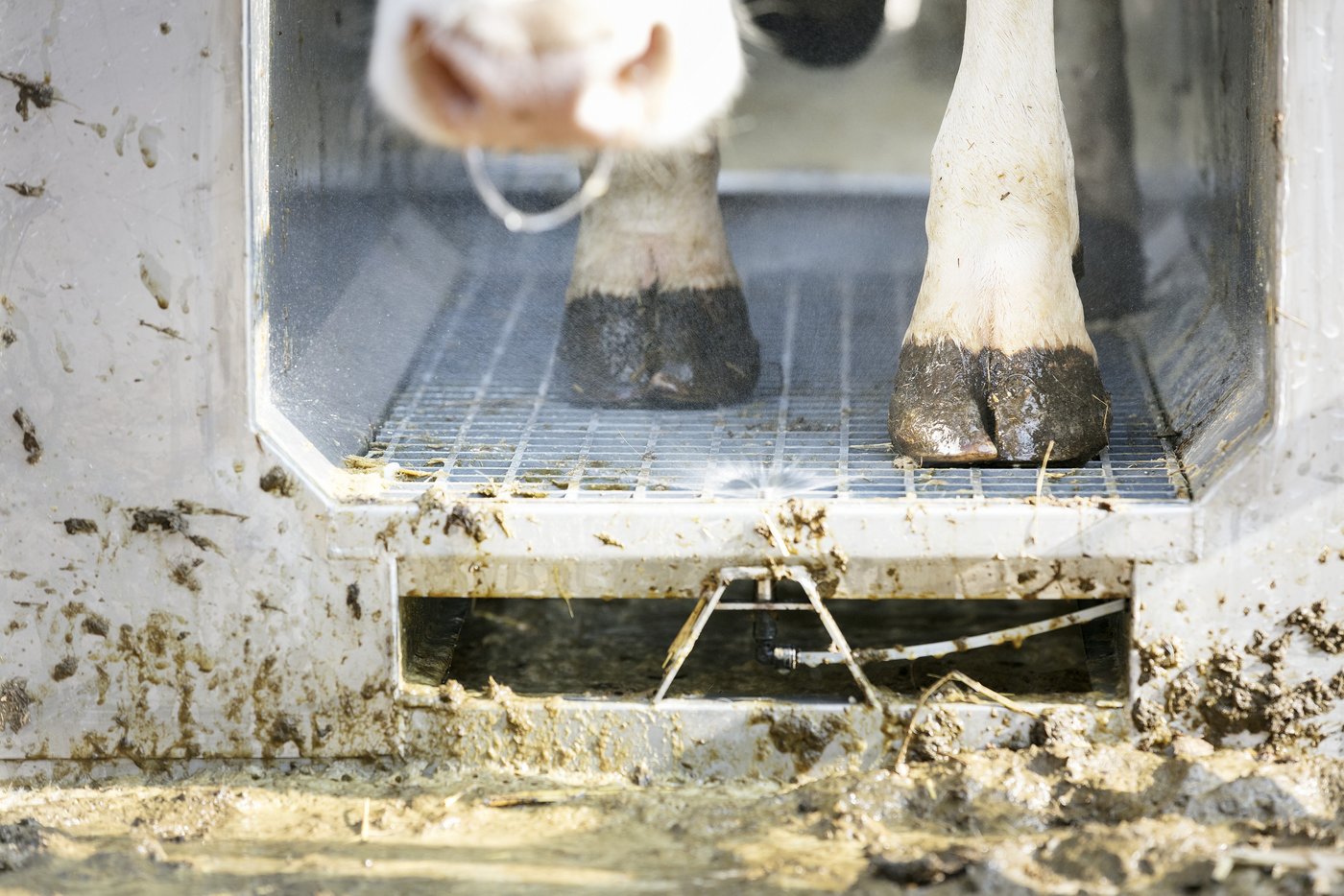 Die Füsse werden mit Desinfektionsmittel besprüht. (Bild: Johanna Bossart)