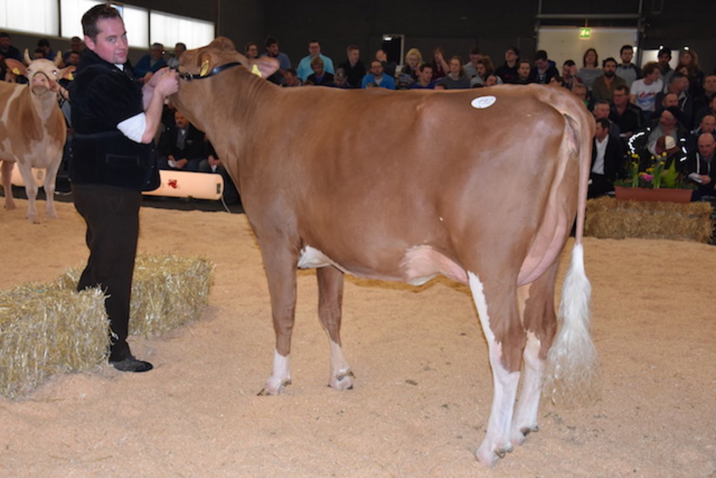 Sie gewann beim Swiss Fleckvieh den Junior-Champion-Titel: Oberlis Hardy Quantania von Beat Oberli, Süderen BE.