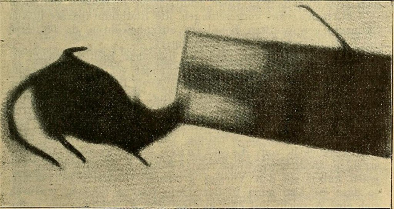 Das Bild zeigt eine Radiographie einer gefangenen Maus. (Symbolbild Flickr.com)