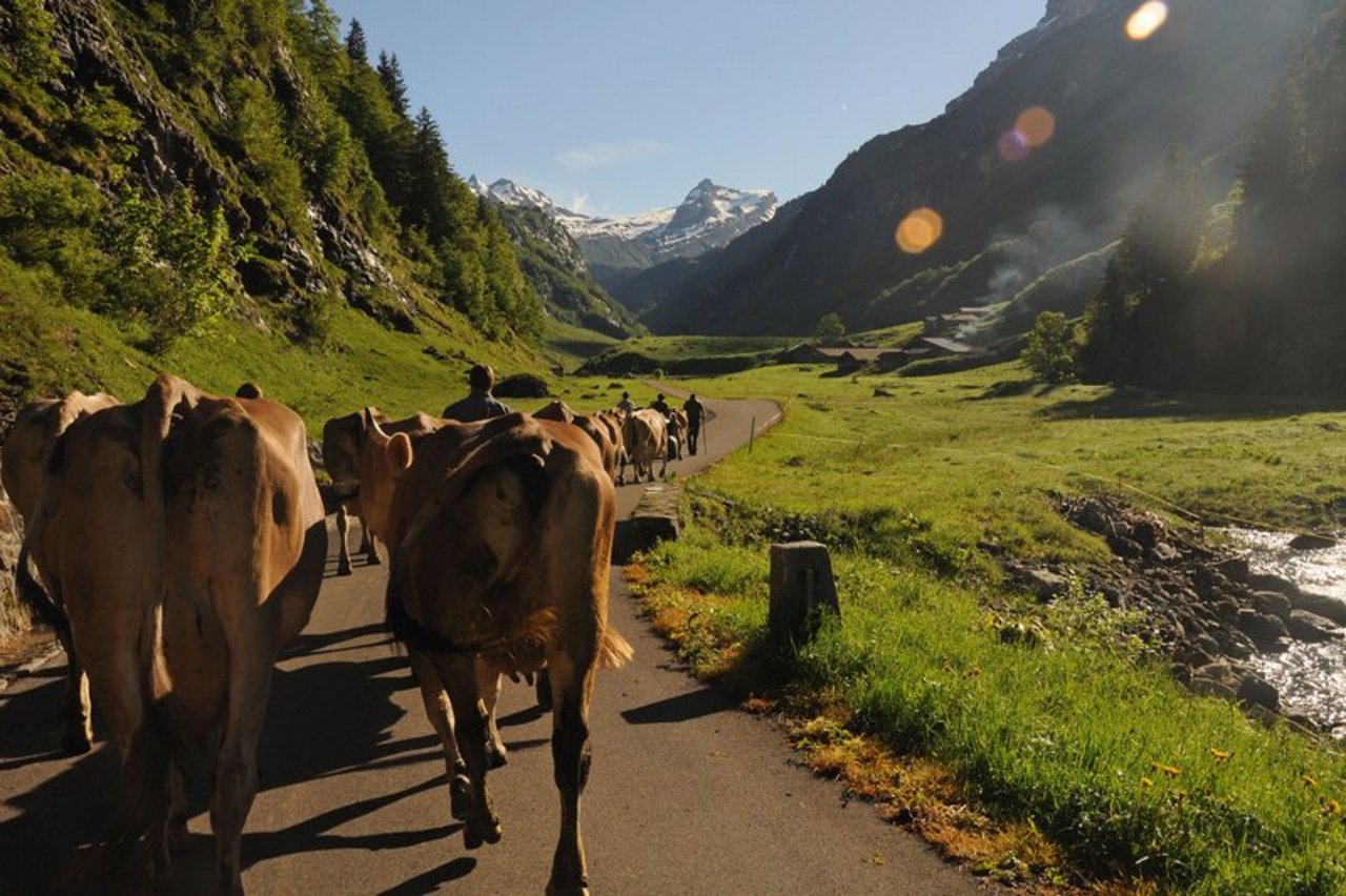 Die Kühe weiden auf einer Französischen Alp, also sei der Käse auch französisch, befindet das BLW. (Symbolbild Andrea Gysin)