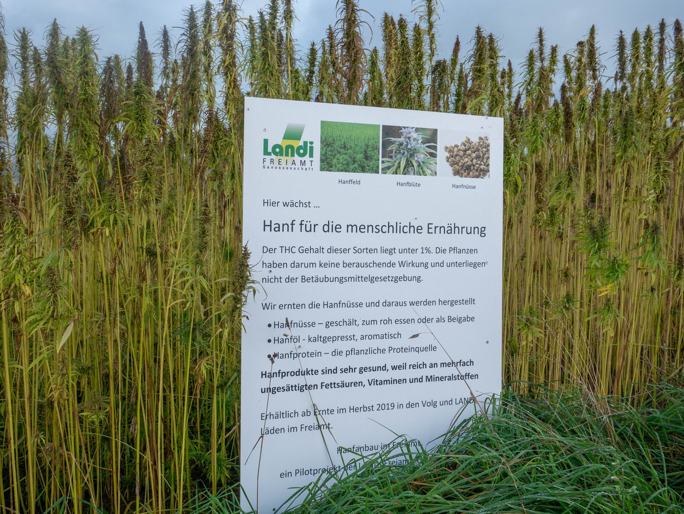 Mit Infotafeln wurde die Bevölkerung vor Ort über das Hanfprojekt informiert - und darüber, dass hier alles legal abläuft. 