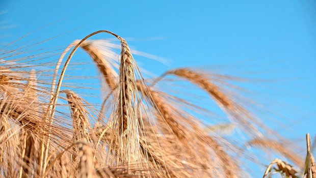 Die Liste der empfoh Die Liste der empfohlenen Sorten für die Ernte 2025 enthält neu 12 Wintergerstensorten. Beim Winterweizen sind es 23.