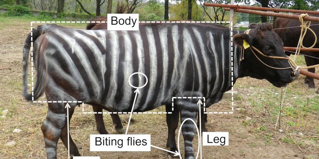 Auf zebragestreiften Kühen wurden weniger als die Hälfte der Bremsen als bei unbemalten Kühen beobachtet. (Bilder und Grafiken Kojima et al. PLoS ONE)