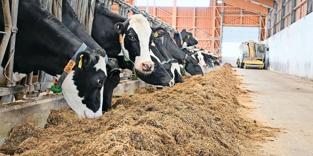 Gnitzen übertragen das Blauzungenvirus auf Rinder und Kleinwiederkäuer. Zum Schutz gilt es, die Tiere morgens und abends aufzustallen.  