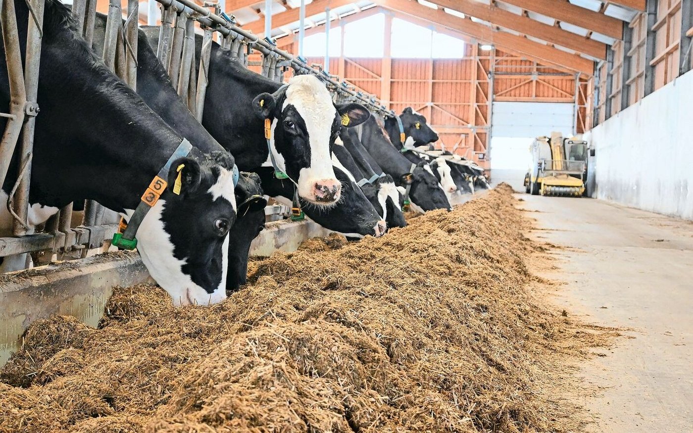 Gnitzen übertragen das Blauzungenvirus auf Rinder und Kleinwiederkäuer. Zum Schutz gilt es, die Tiere morgens und abends aufzustallen.  