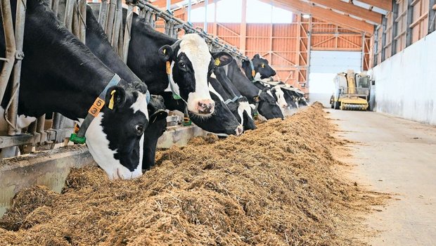 Gnitzen übertragen d Gnitzen übertragen das Blauzungenvirus auf Rinder und Kleinwiederkäuer. Zum Schutz gilt es, die Tiere morgens und abends aufzustallen.