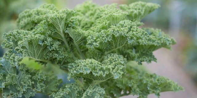 Der Kohl mit der besonderen Struktur kann bis zu 1,8 Meter gross werden. (Bild Beat Brechbühl und Franca Pedrazzetti/Pro Specie rara)