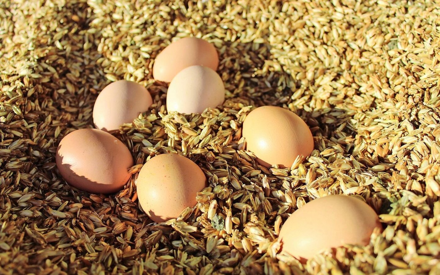 Da man durch die Bruderhahnaufzucht auf Braunleger setzt, werden Bio-Eier im Detailhandel mittelfristig nur noch in Beige bis Braun angeboten.