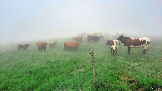 Ungeplante Begegnung Ungeplante Begegnung im dicken Nebel: Unsere Herde trifft auf die schottischen Hochlandrinder auf der anderen Seite des Zauns.