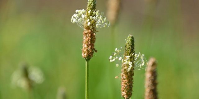 Blüte des Spitzwegerichs