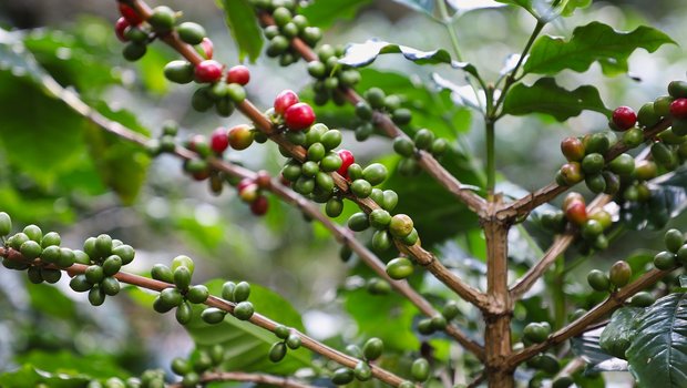 Auch bei der Kaffeeproduktion muss sich etwas verändern. So sollen die Bauern auf robustere Kaffeebäume setzen und die Arten diversifizieren. (Bild Pixabay)