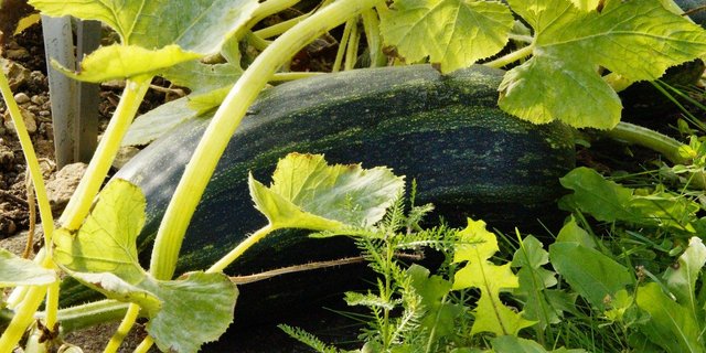 Benildis Bentolila zieht selbst kein Gemüse. Muss sie auch nicht. Sie bekommt so viel Zuchetti geschenkt, als ihr eigentlich lieb ist. (Bild Pixabay)