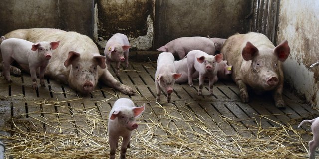 Eine verlängerte Säugezeit birgt Potenzial in Sachen Tierwohl für Ferkel. (Bild Lisa McKenna)