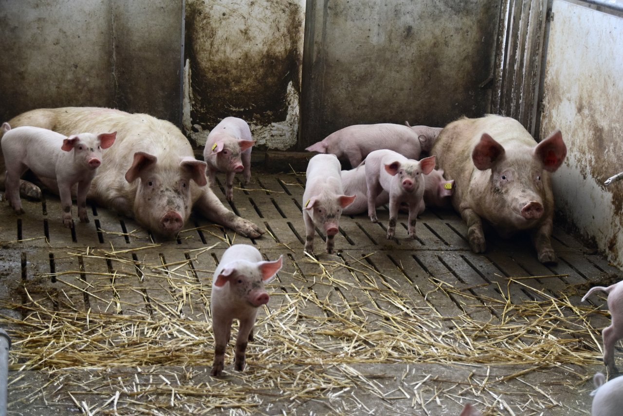 Eine verlängerte Säugezeit birgt Potenzial in Sachen Tierwohl für Ferkel. (Bild Lisa McKenna)