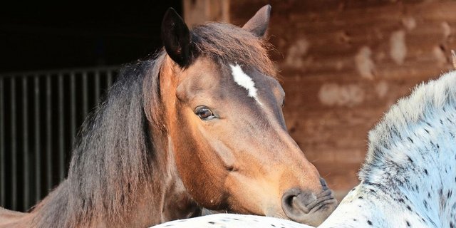 Für eine passende homöopathische Behandlung ist es nicht nur wichtig, zu wissen, was typisch für das Pferd ist. Zu beachten ist auch das Aussergewöhnliche.